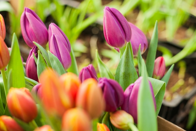 De belles tulipes cultivées en serre