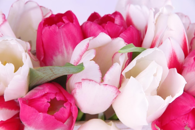 Belles tulipes dans une boîte en bois, sur fond clair