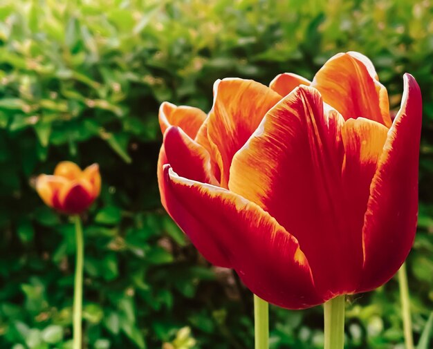 Belles tulipes dans le jardin floral botanique et beauté dans la nature