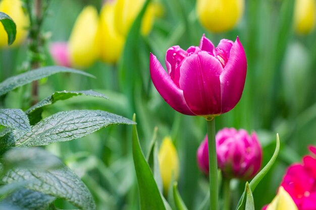 Belles tulipes dans le jardin.