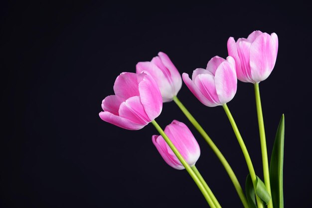 Belles tulipes dans un seau sur fond gris foncé