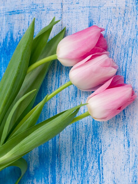 Belles tulipes douces sur fond de bois bleu blanc