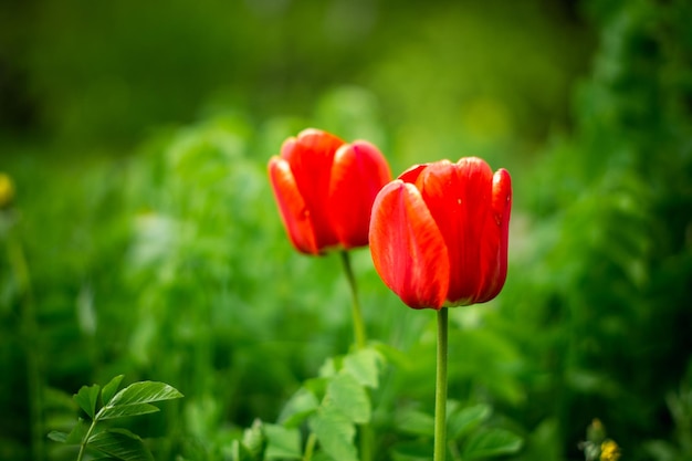 belles tulipes à l'état naturel