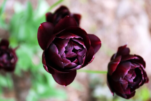 Photo belles tulipes à l'extérieur