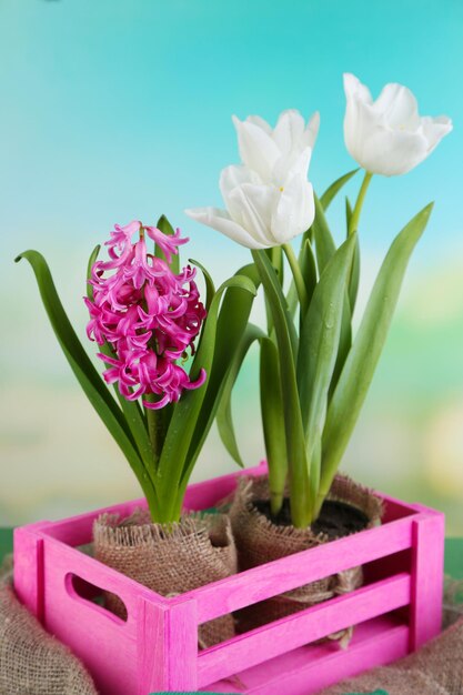 Belles tulipes et fleur de jacinthe dans une boîte en bois sur fond clair