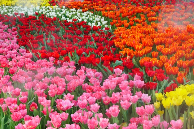 Les belles tulipes en fleurs dans le jardin. fleur de tulipes bouchent sous un éclairage naturel en plein air