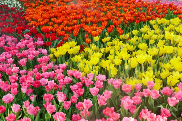 Les Belles Tulipes En Fleurs Dans Le Jardin.fleur De Tulipes Se Bouchent Sous L'éclairage Naturel En Plein Air