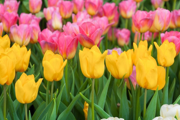 Les belles tulipes en fleurs dans le jardin