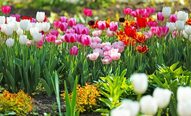 Belles tulipes en fleurs à l'extérieur