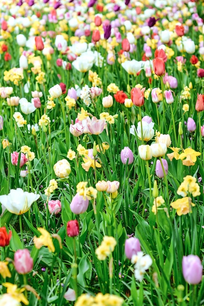 Belles tulipes en fleurs Hollande Pays-Bas