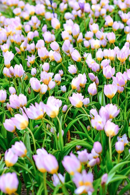 Belles tulipes en fleurs Hollande Pays-Bas