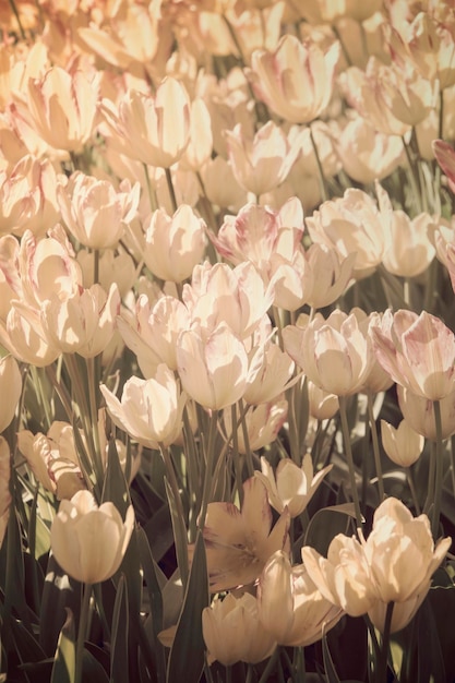 belles tulipes en fleurs