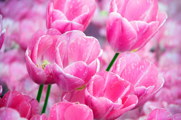 belles tulipes en fleurs