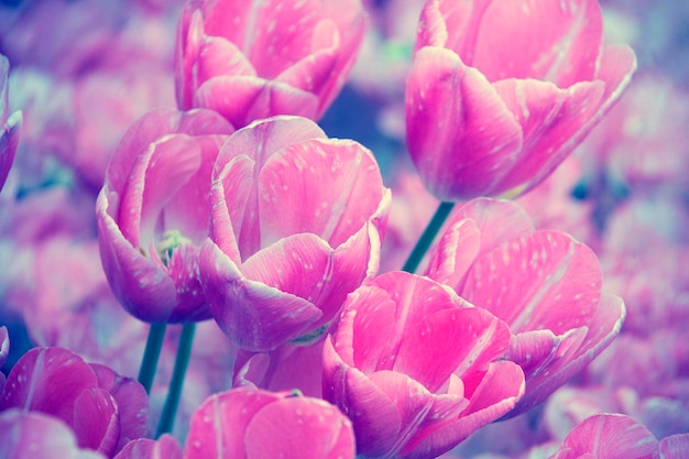belles tulipes en fleurs