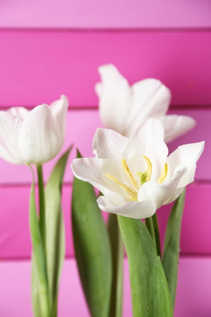 Belles tulipes sur fond de bois de couleur