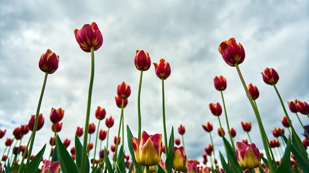 Belles tulipes sur fond de ciel nuageux. Tomsk. Russie.