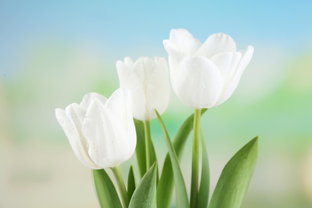 Belles tulipes sur fond clair