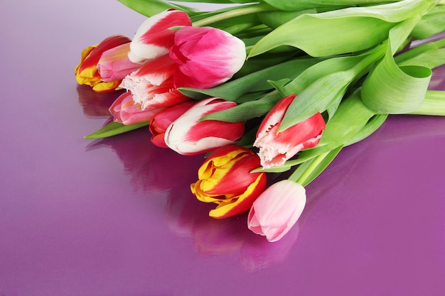 Belles tulipes en godet sur fond violet