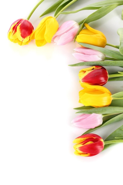 Belles tulipes en godet isolated on white