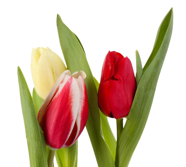 Belles tulipes isolées sur blanc