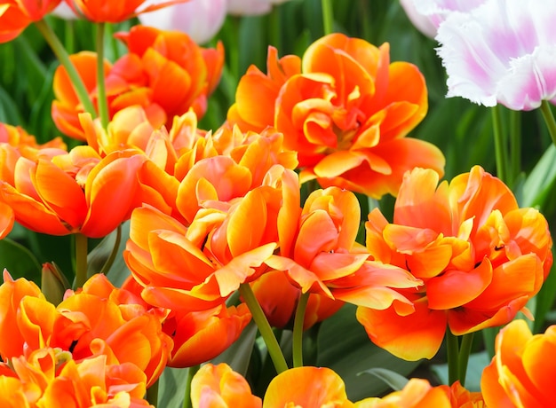 Belles tulipes jaune-orange gros plan dans le parc du printemps