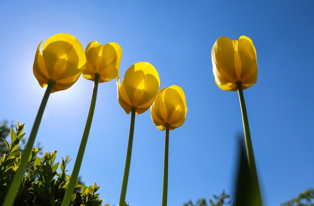 Belles tulipes jaunes au printemps contre le ciel bleu