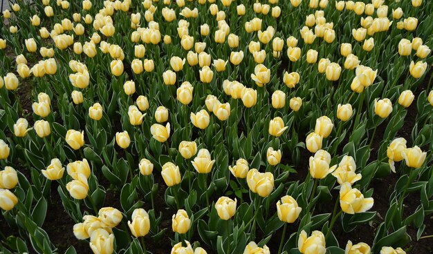 belles tulipes jaunes au printemps et en été