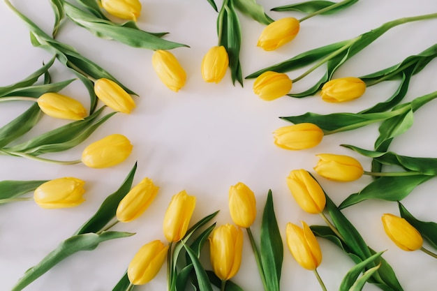 Belles tulipes jaunes sur blanc.