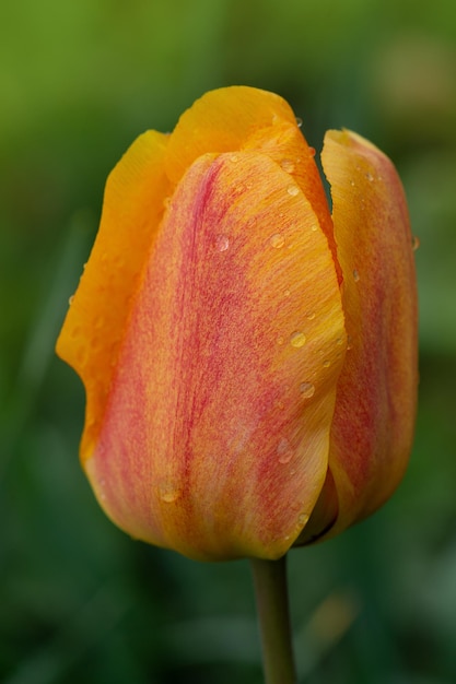 Belles tulipes jaunes Champ de tulipes jaunes Tulipe jaune sur fond vert