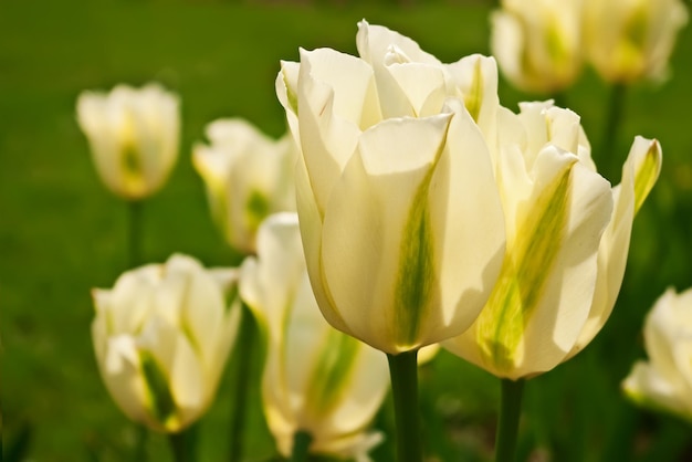 Belles tulipes jaunes