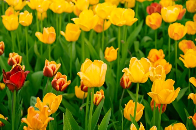 Belles tulipes jaunes