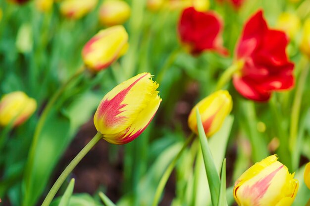 Belles tulipes jaunes