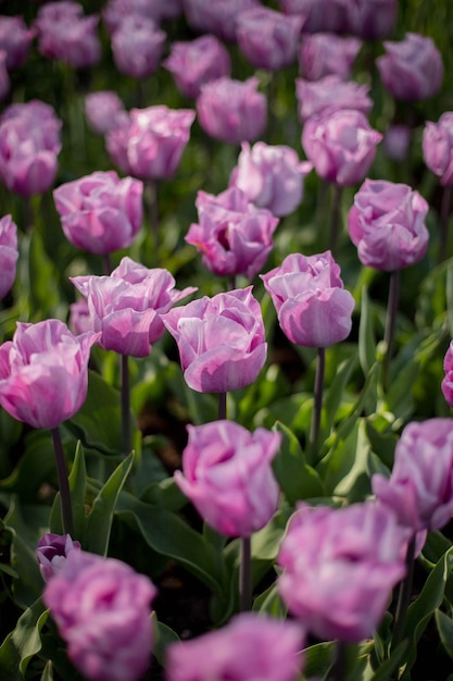 Belles tulipes lilas dans un parterre de fleurs champ de fleurs printanières lumineuses Jardinage et floristique Mise au point sélective