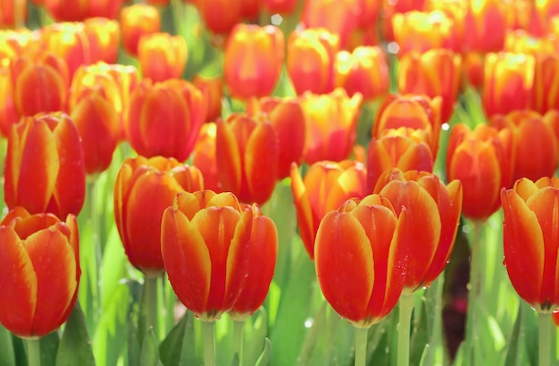 Belles tulipes orange dans le jardin