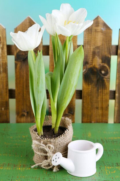 Photo belles tulipes en pot sur table en bois de couleur, sur fond clair
