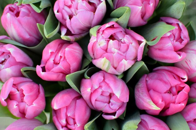 De belles tulipes printanières roses pivoines sont vendues au marché aux fleurs le 8 mars