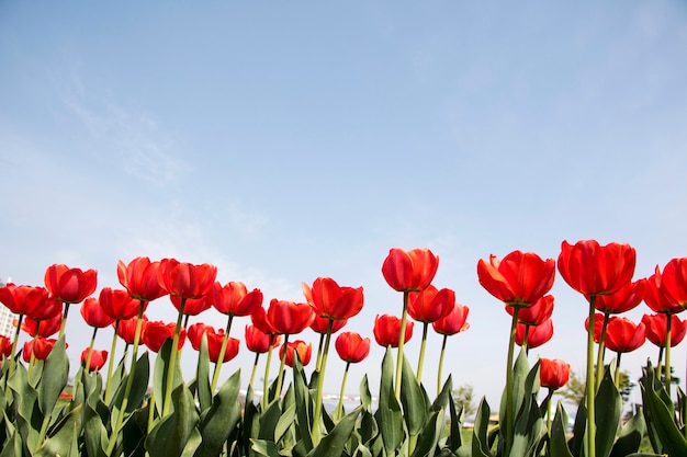 Belles tulipes de printemps sur le terrain