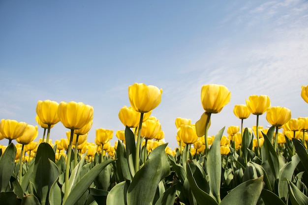 Belles tulipes de printemps sur le terrain