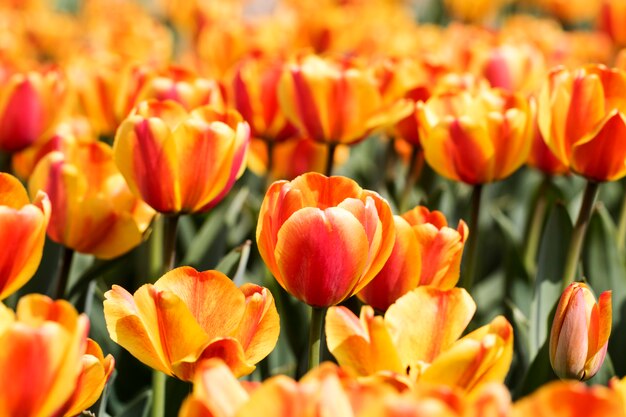 Belles tulipes de printemps sur le terrain