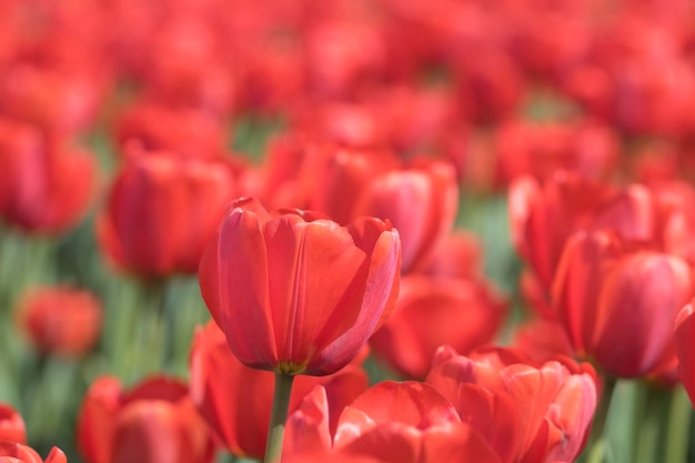 Belles tulipes de printemps sur le terrain