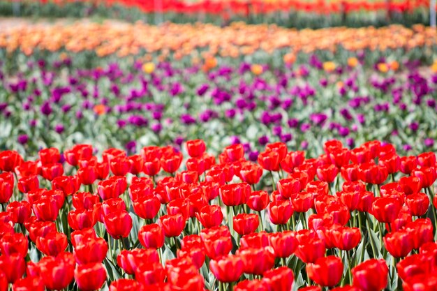 Belles tulipes de printemps sur le terrain