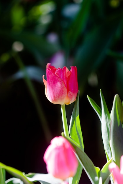 Belles tulipes roses au printemps