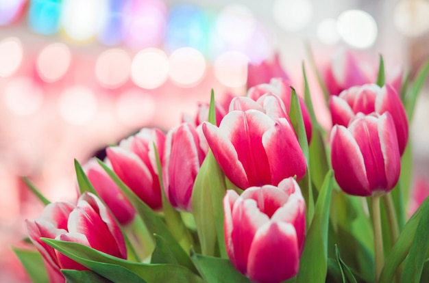 Belles tulipes roses avec bokeh