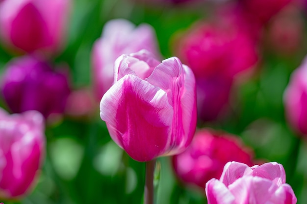 De belles tulipes roses des fleurs de tulipes pourpres le fond de belles fleurs des tulipes violettes à la lumière du soleil