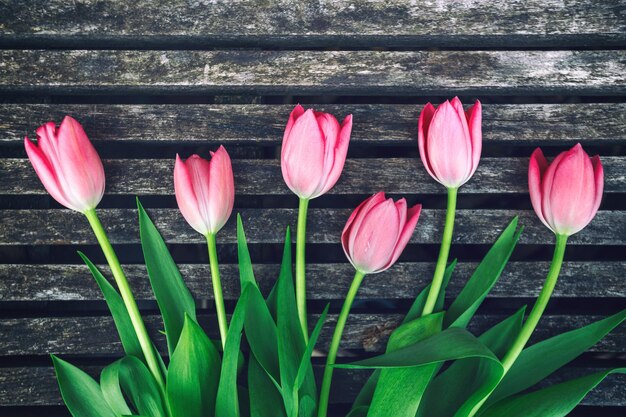 Belles tulipes roses sur fond en bois. Amsterdam