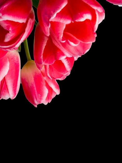 Belles tulipes roses sur fond noir avec espace libre pour le texte