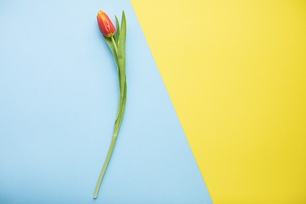 Photo belles tulipes roses sur fond de papier multicolore avec espace de copie. printemps, été, fleurs, concept de couleur, journée de la femme.