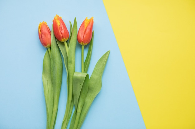 Photo belles tulipes roses sur fond de papier multicolore avec espace de copie. printemps, été, fleurs, concept de couleur, journée de la femme.