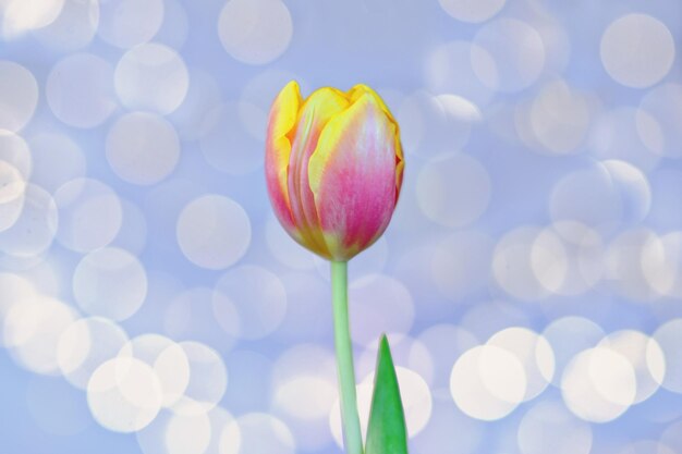 belles tulipes roses, jaunes sur fond bleu avec bokeh. Carte de voeux. 8 mars. Carte de vacances