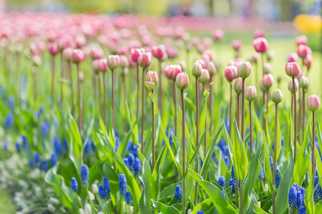 Belles tulipes roses sur une longue tige et bleu Muscaris muscari armeniacum dans un parc